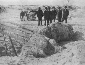 The St. Augustine Monster in 1897, weeks after its discovery.