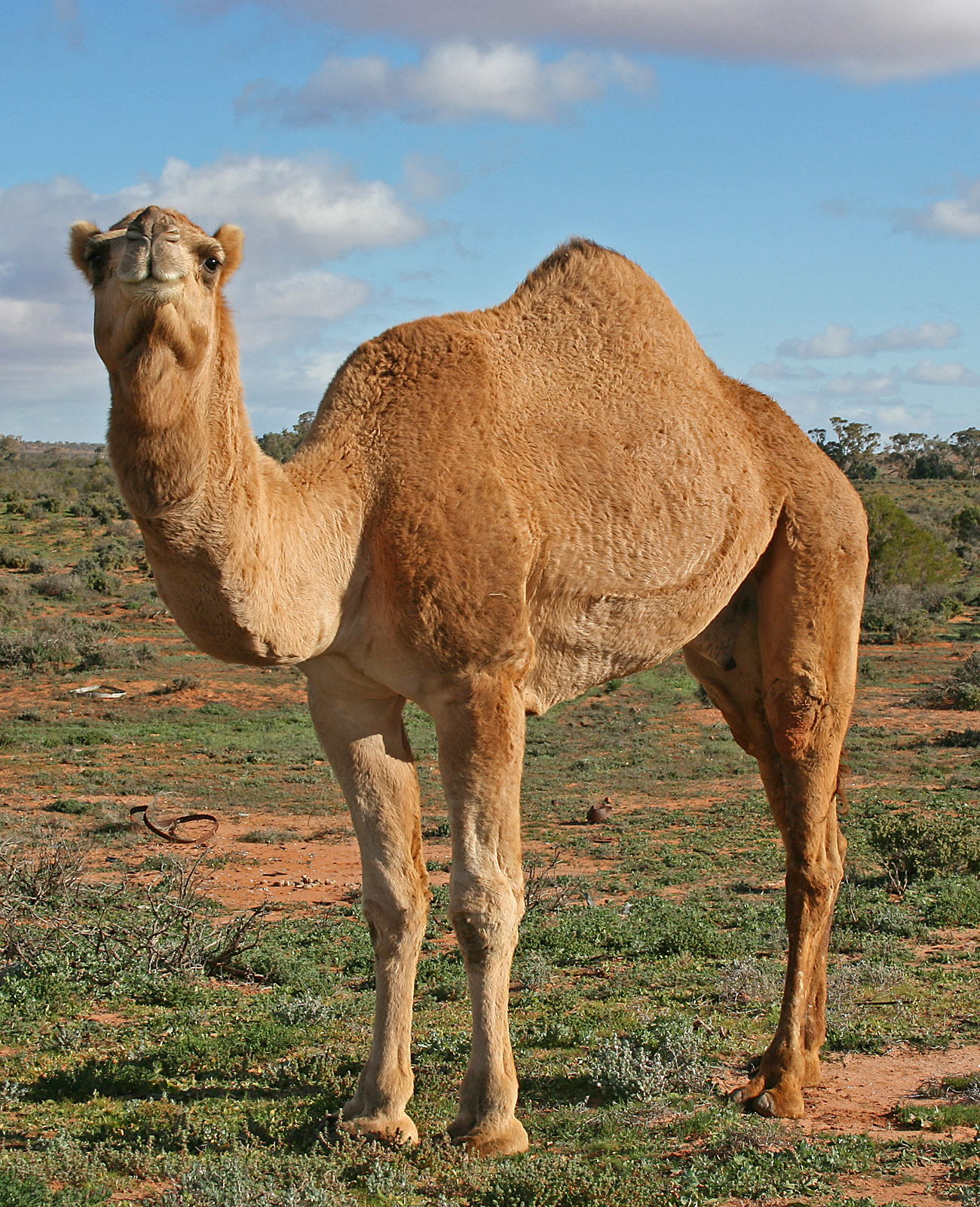 camel