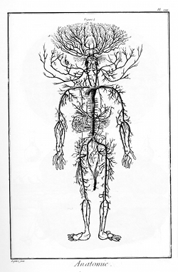 Anatomy plate from the Encyclopedie