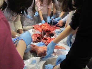 pig dissection