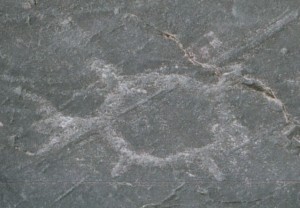 A turtle carved into the rock at the Jeffers Petroglyphs site.