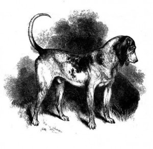 An illustration of the Southern Hound. From J.H. Walsh, The dog, in health and disease, by Stonehenge (1859). Source: Wikimedia Commons.