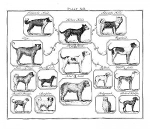 Dog Species Chart, from Buffon's Natural History. Image Credit: http://vintageprintable.com/wordpress
