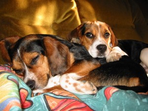 Some degenerate beagles just lazing around. Image Credit: Brodo, Wikimedia Commons, 2006.
