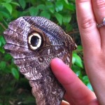 antonia_amethyst_owl_butterfly