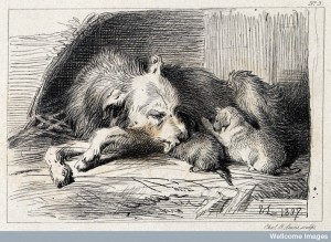 A bitch is licking its suckling puppies. Etching by C. G. Lewis. 1848, after E.H. Landseer. Credit: Wellcome Library, London.
