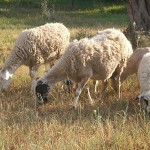 Wikimedia commons: modern Greek sheep