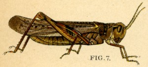 The fierce Rocky Mountain locust