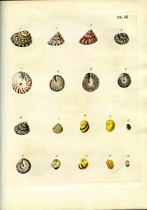 Plate III from Emanuel Mendes da Costa, The British Conchology (London, 1778). The shells like these would have been in the duchess’s collection, some of which she would have collected herself along England’s southern coast. 
