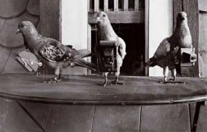 3 pigeons-Pigeoncameras