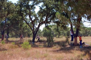 Cork harvest montado Nicola Twilley