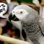 490186-swearing-parrot-ruffles-feathers