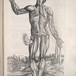 L0021650 A. Vesalius, De humani corporis fabrica. Credit: Wellcome Library, London. Wellcome Images images@wellcome.ac.uk http://wellcomeimages.org 'Decima musculatorum tabula'. De humani corporis fabrica Andreas Vesalius Published: 1543 Copyrighted work available under Creative Commons Attribution only licence CC BY 4.0 http://creativecommons.org/licenses/by/4.0/