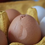 Brown_egg_hatching (1)