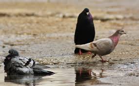 pigeon puddle