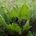 dock leaves