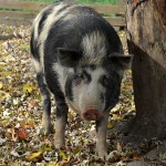 An Ossabaw Pig. Photo credit: livestockconservancy.org