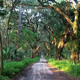 Ossabaw Island’s main road. Photo credit: Laura Drummond.