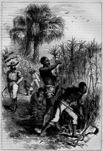 Slaves harvesting sugar cane