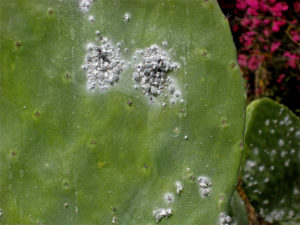 cochineal on cactus
