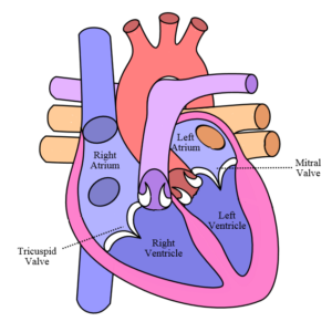 heart diagram