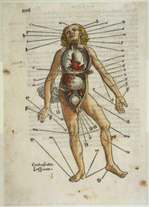 illustration-from-the-book-feldtbuch-der-wundartzney-by-surgeon-hans-von-gersdorff-highlights-the-various-locations-for-bloodletting